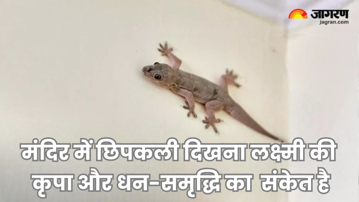 Lizard seeing in temple is Auspicious