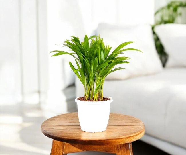 Areca Palm