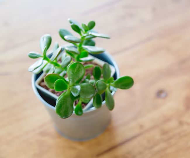 Jade Plant