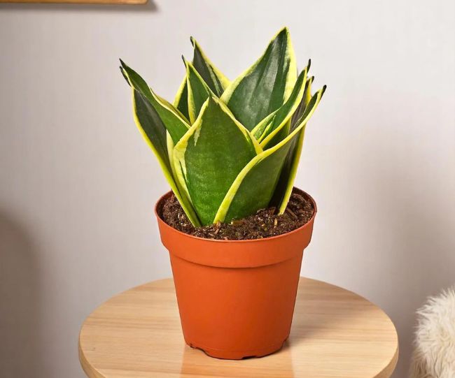 Sansevieria trifasciata
