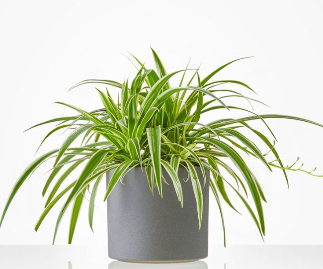 Spider Plant
