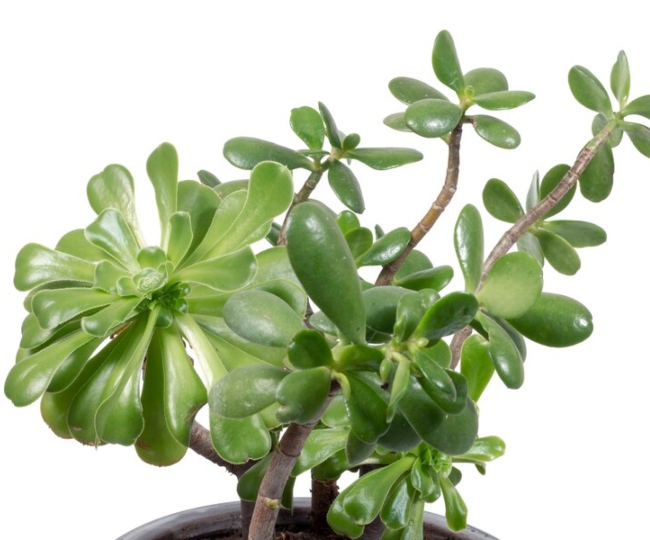 Crassula i