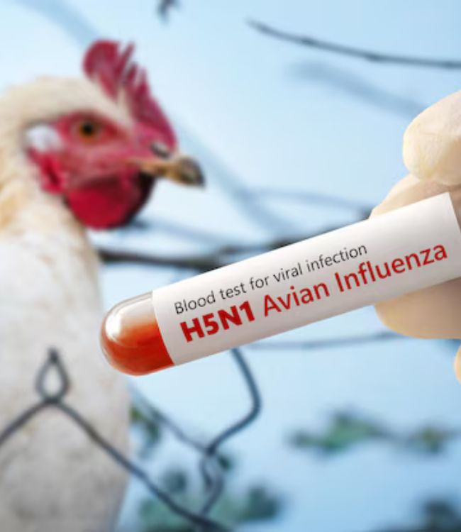Bird Flu