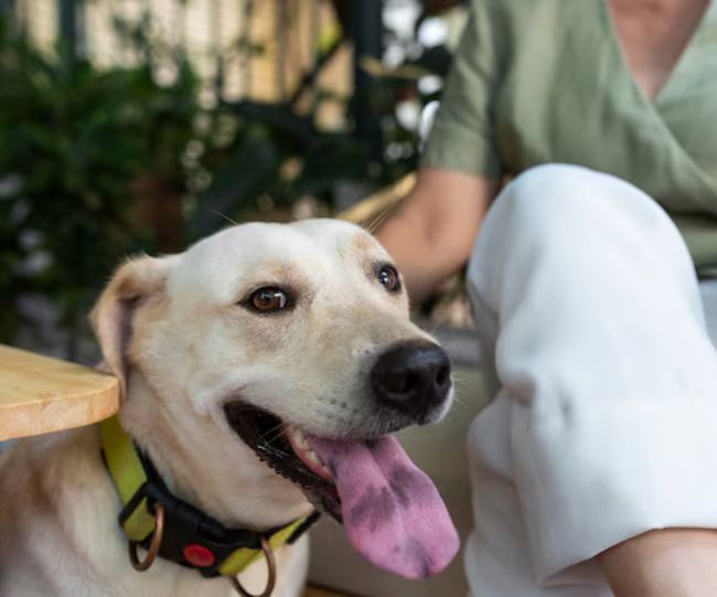 dogs for therapy
