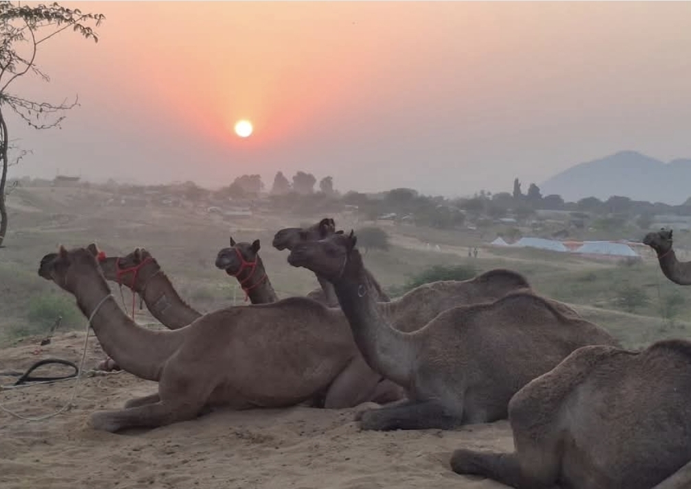pushkar mela