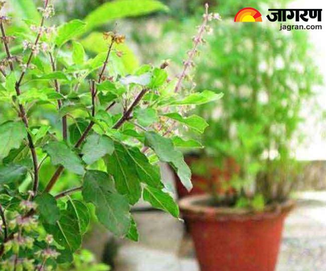 Tulsi  (62)
