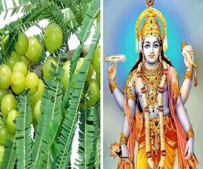 akshaya-navami i