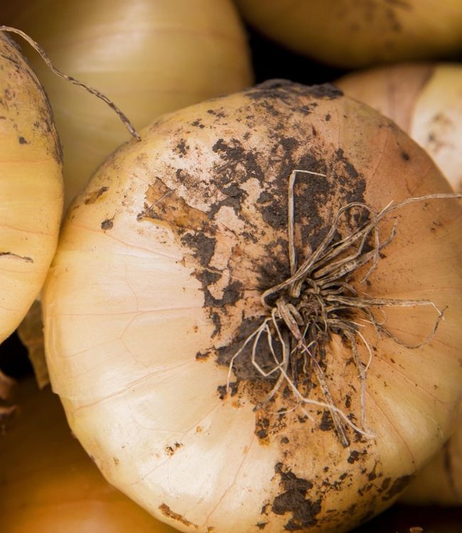 Onion with black spots