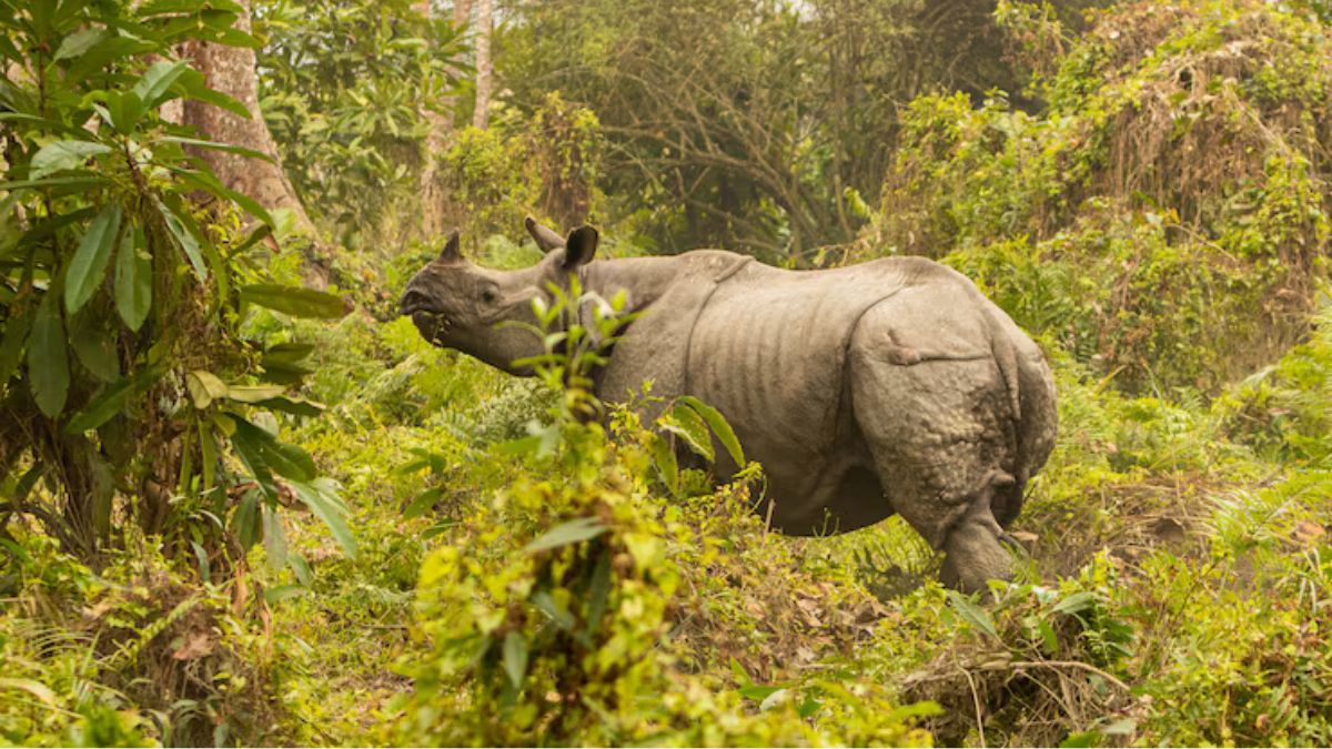 Kajiranga National Park