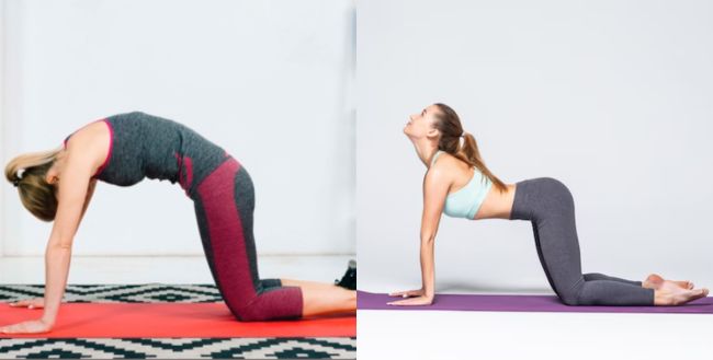 cat cow pose (1)