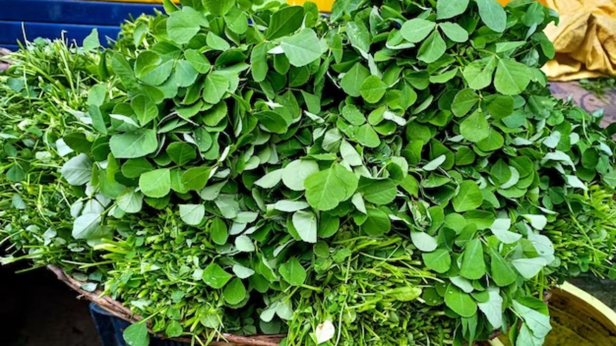 Fenugreek