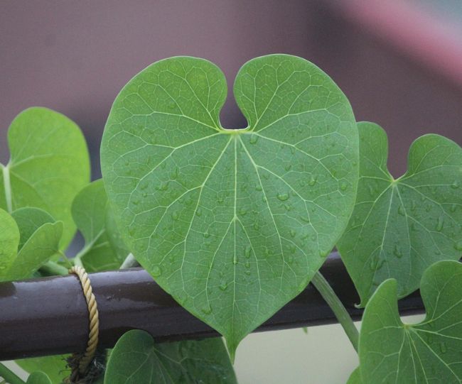 Health Benefits of Giloy