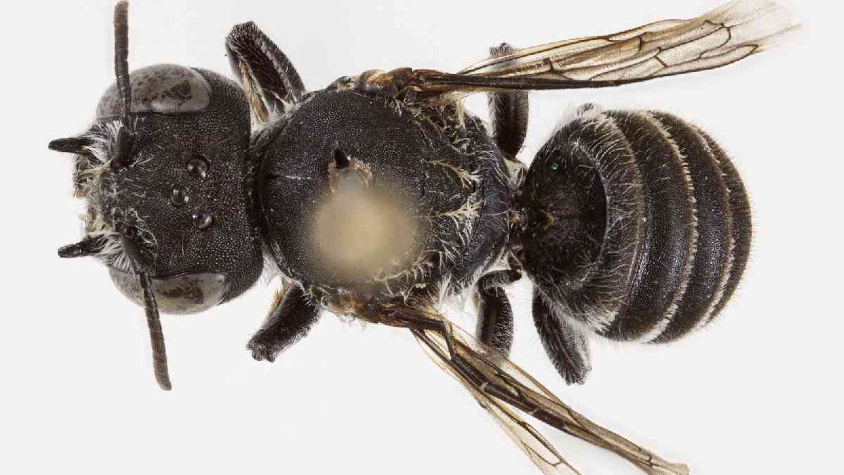 Australia lucifer Bee (1)