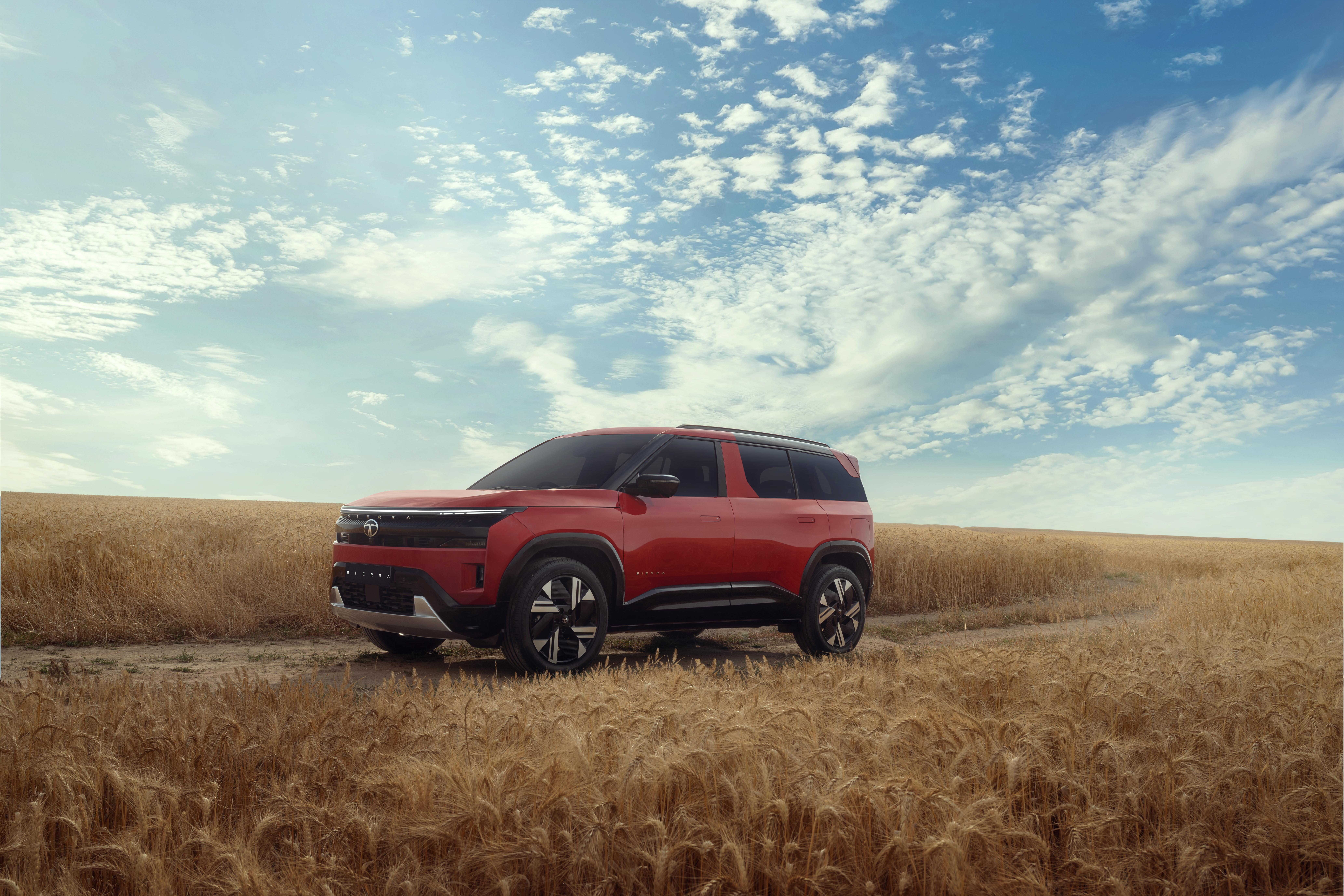 Image 4- Bengal Rouge