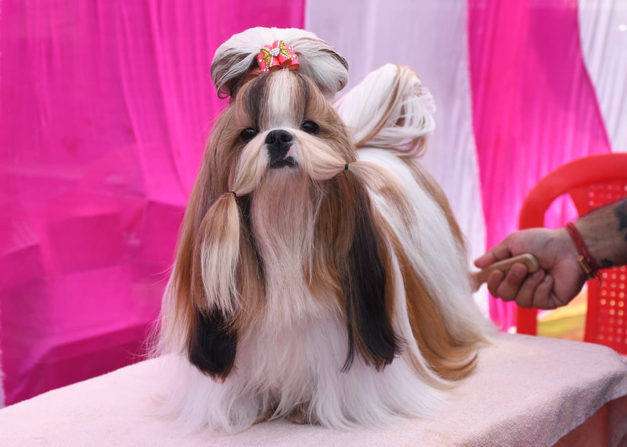 Dog show Kanpur WhatsApp Image 2025-11-15 at 18.30.52