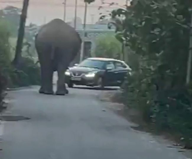 Dehradun Elephant