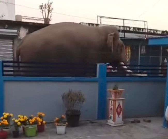 Elephant News doiwala