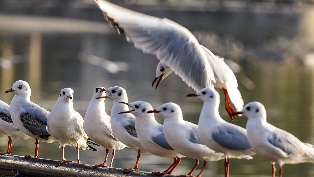 IMD Weather Update (2)