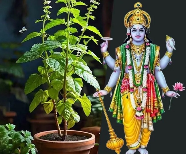 tulsi puja rituals