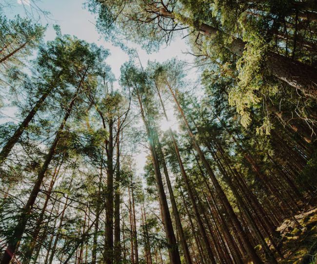 Balanced Tree Planting