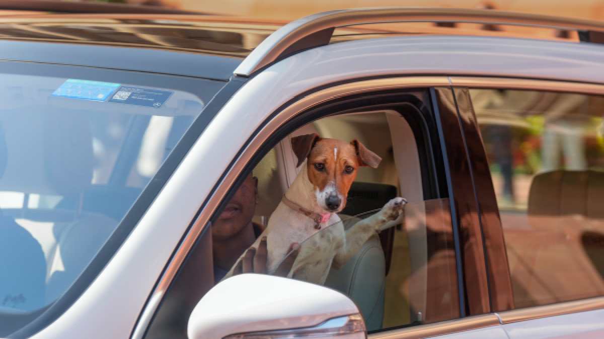 Renuka Chowdhury Dogs