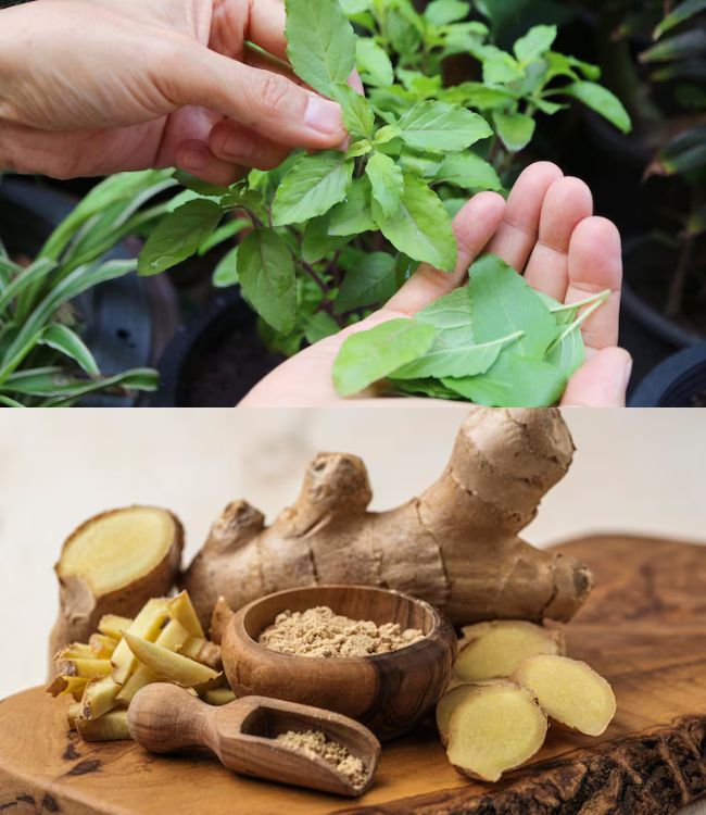 Tulsi and Ginger