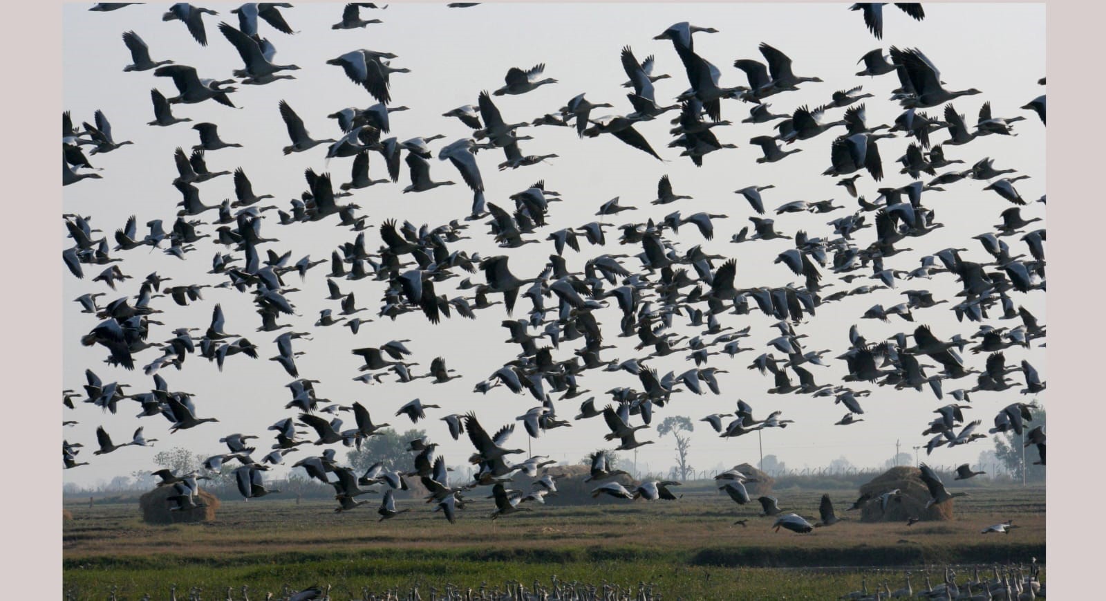 Gharana wetland.JPG