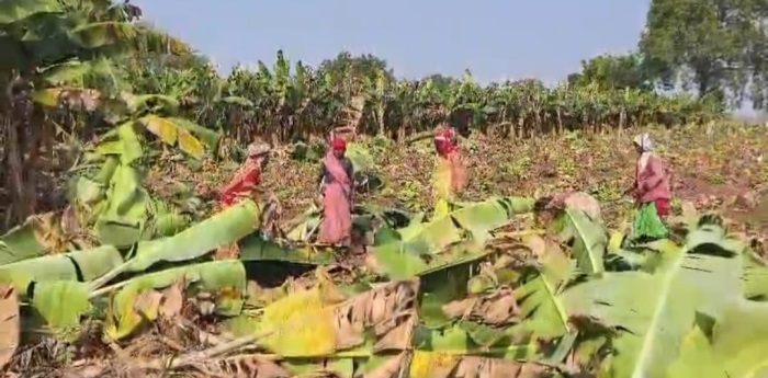 banana crop to cattle 21547