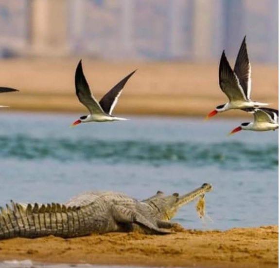 Migratory birds in Chambal river Migratory birds in Chambal river 1