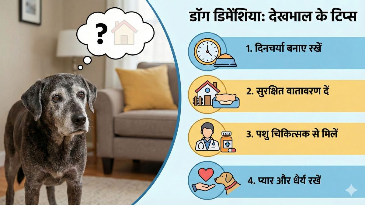 Dog Dementia Care tips