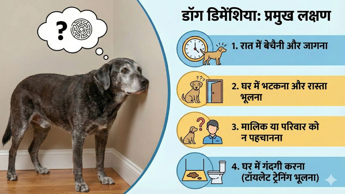 Dog Dementia Symptoms
