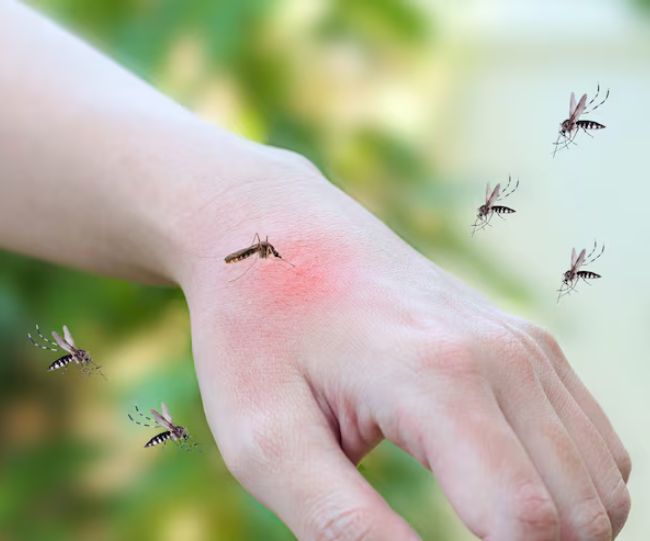 Dengue Malaria Facts to Know