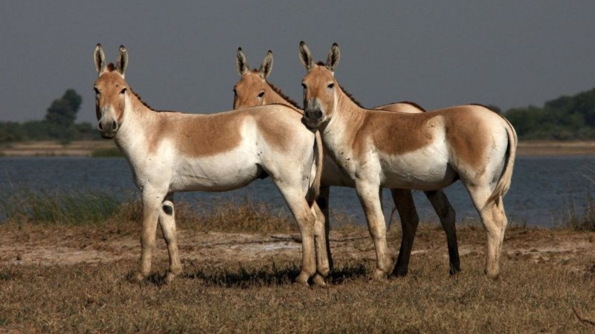 Indian Wild ass sanctuary