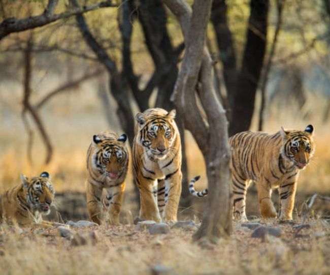 ranthambore rajasthan