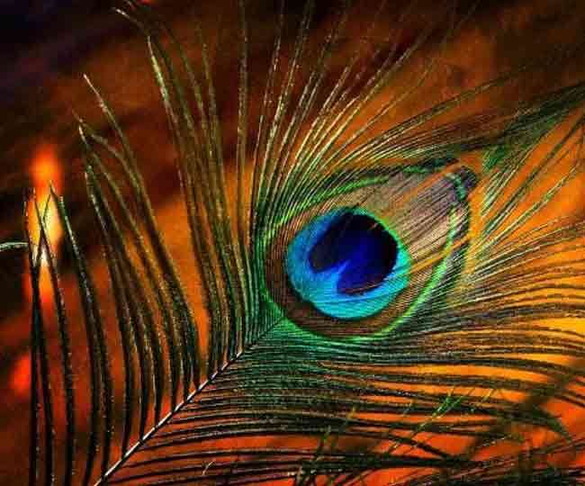 20_03_2021-mor-pankh-vastu-tips_21481363 (2)