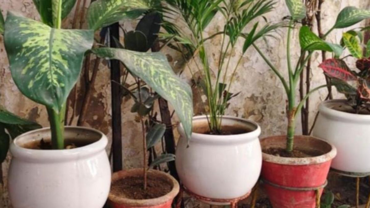 Noida Khabar Update (5)