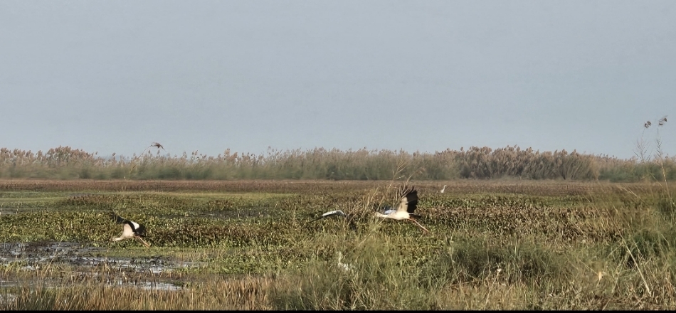 17SKT_M_16_17122025_208