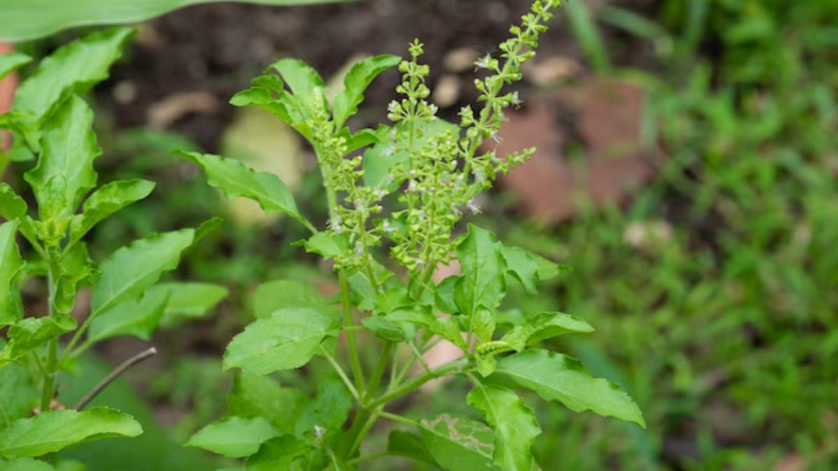 Tulsi Plant Care Tips
