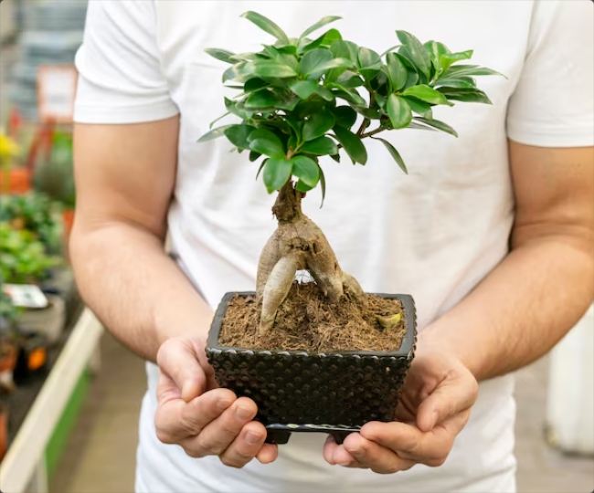 Bonsai plant