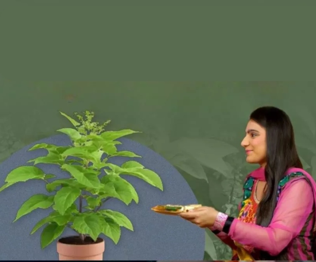 tulsi pujan i