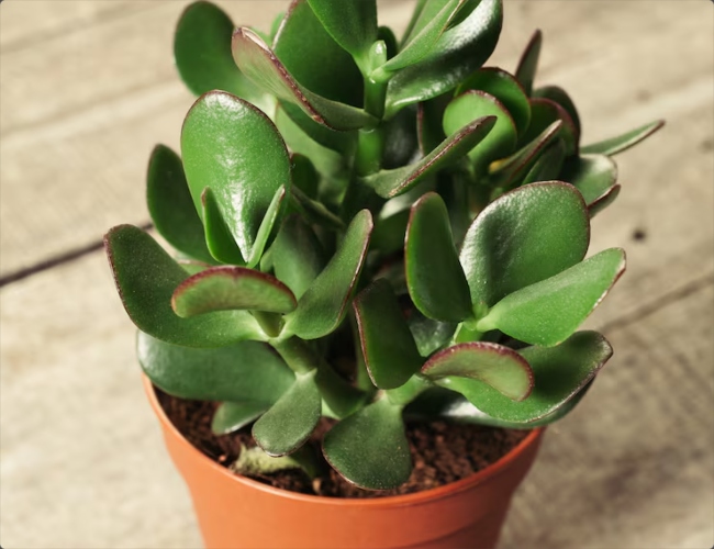 Crassula Ovata