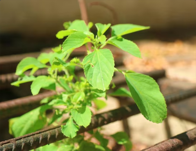 Tulsi plant