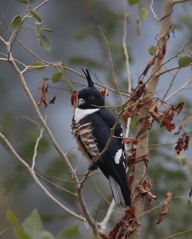 25hlc_53_25122025_525