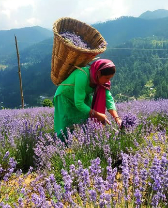 lavender1 (1)
