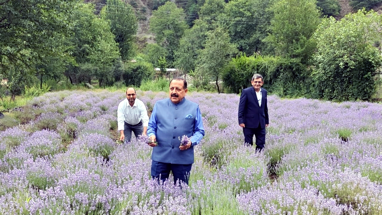 lavender3