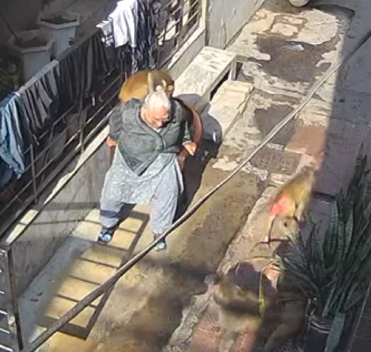 C-242-1-HIR1003-361526