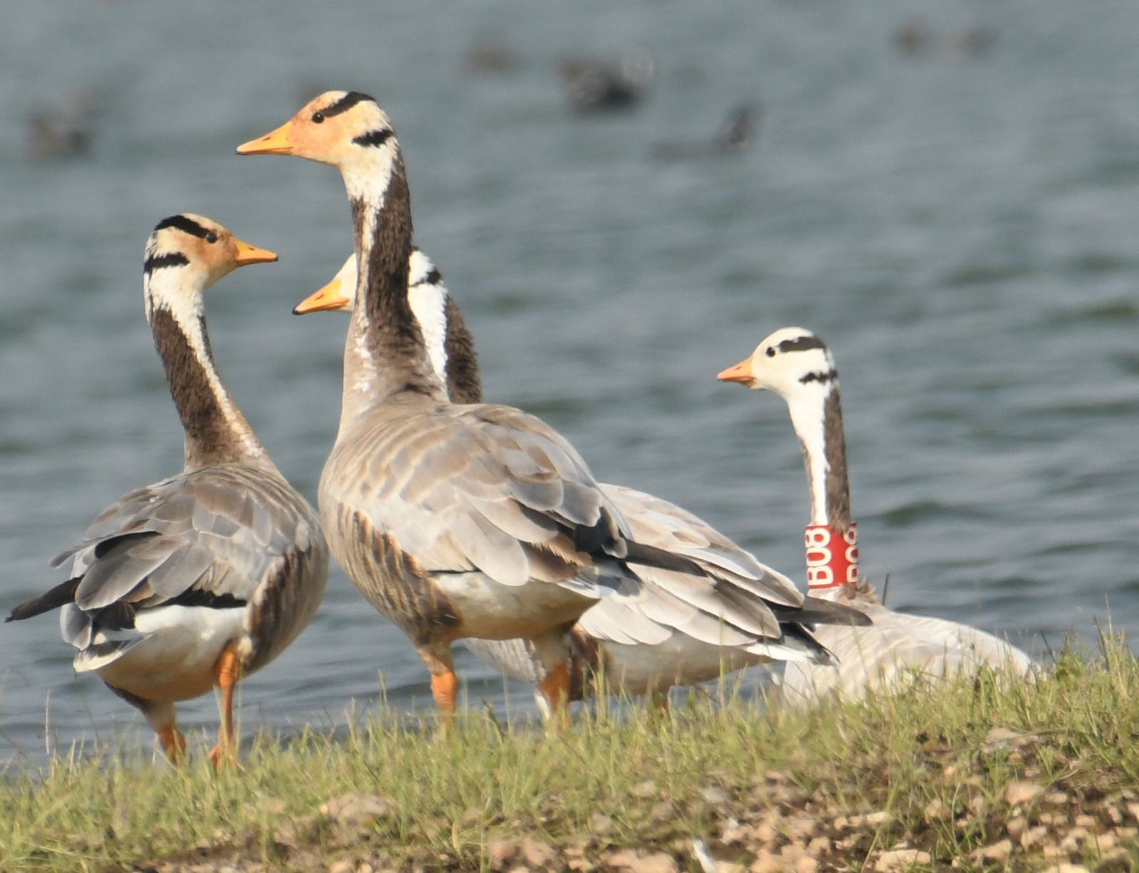 WhatsApp Image 2026-01-02 at 1.49.53 PM (1)