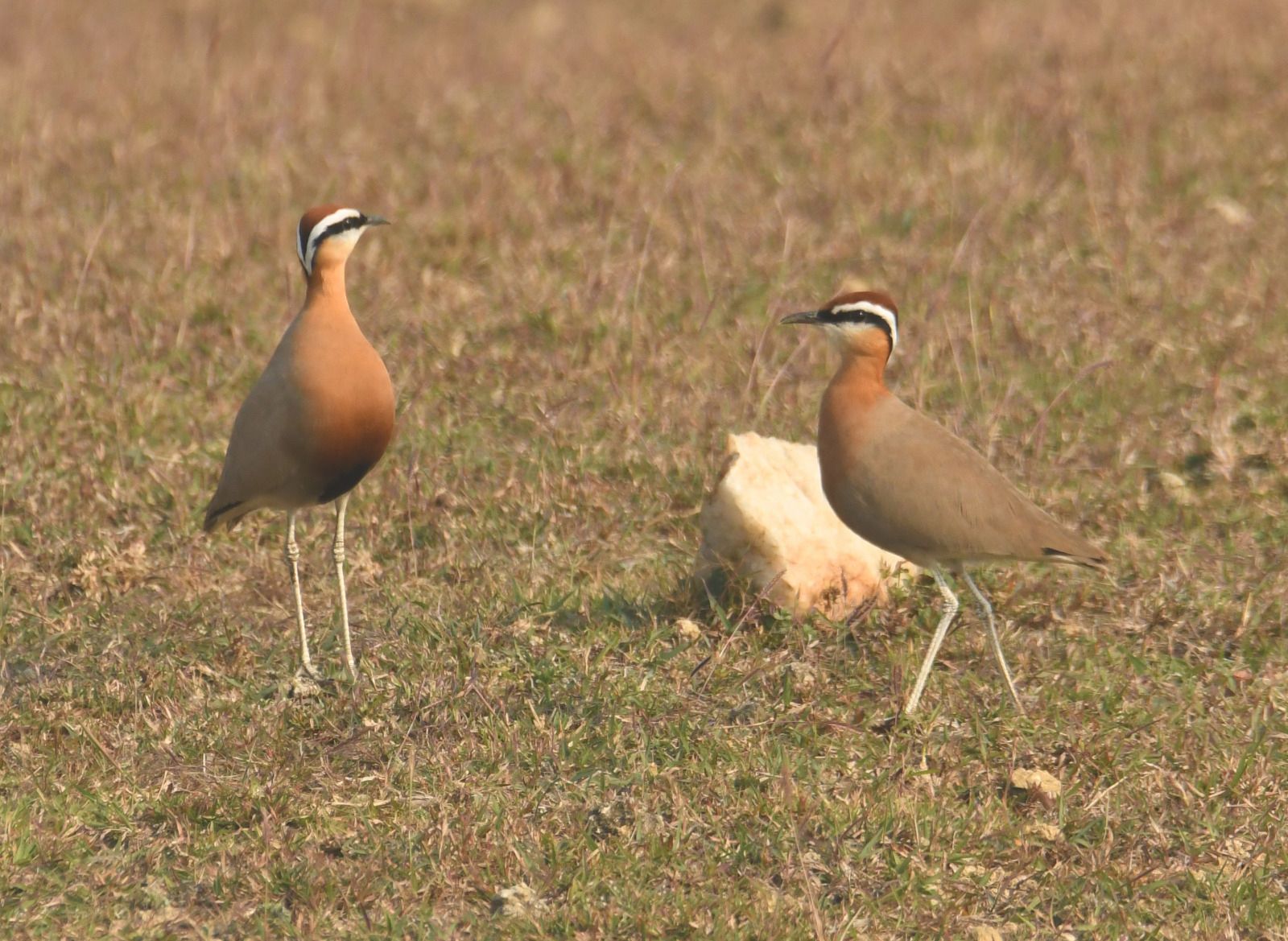 WhatsApp Image 2026-01-02 at 1.49.53 PM