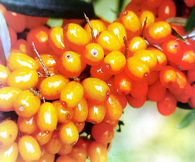 Orange Sea Buckthorn