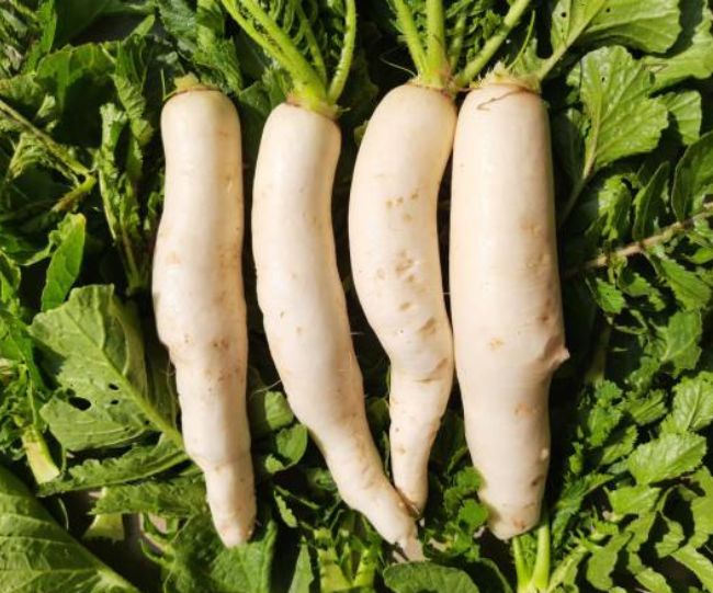 Who should not eat Radish